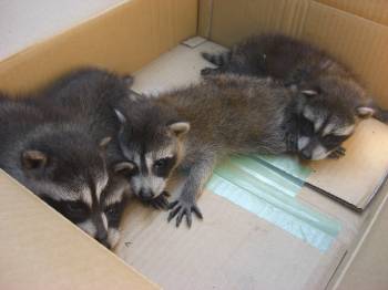 �A���C�O�}