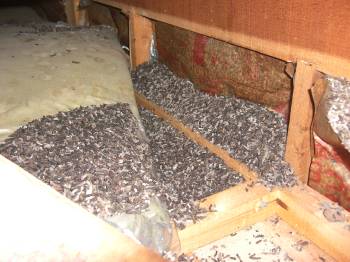 �R�E�����̕�